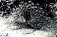 Pfau1.jpg